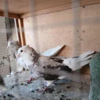 کفتر شازده سبز عتیقه همه چی تو عکس معلومه|پرنده|اسلامشهر, شهرک سعیدیه|دیوار