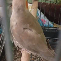 فروش ومعاوض|پرنده|بندرعباس, |دیوار