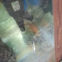 اکواریوم با لجن خوار طلایی و لوازم|ماهی|اسلامشهر, شهرک قائمیه|دیوار