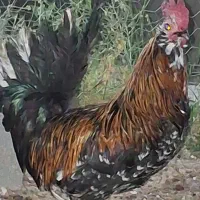 فروش خروس محلی