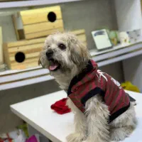 شیتزو واکسینه شده نر ۶ ماهه ب علت تنهایی واگذاری