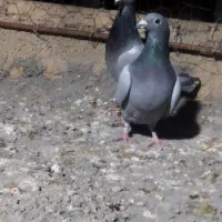 دوتا کبوتر سبز ماده دورگ مسافتی|پرنده|جهرم, |دیوار