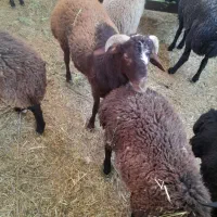 بره نر|حیوانات مزرعه|پیشوا, |دیوار