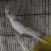 عروس هلندی دوکت البینو|پرنده|بندرعباس, |دیوار