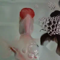 ماهی گلدفیش  بزرگ ۴ تا و ماهی کت چوبی ۱ دونه ۲۰