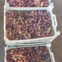 حراج لوکس|حراج|کشکسرای, |دیوار
