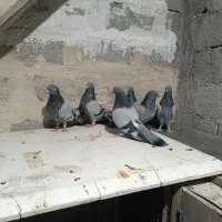 سه جفت کفتر دونسته|پرنده|لاران, |دیوار