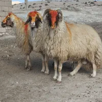 ۳ راس قورچ داشتی|حیوانات مزرعه|پلدختر, |دیوار