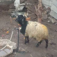 یک عدد گوسفند ماده