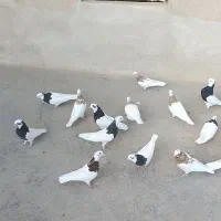 کبوتر طوقی پرشی