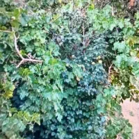 ساختمان کلنگی وزمین مسکونی|فروش زمین و ملک کلنگی|مهدی شهر, |دیوار