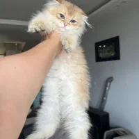 اسکاتیش چینچیلا گلد لانگهیر چشم ابی