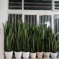 گل طبیعی ابلق پر شاخه