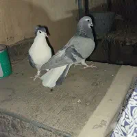 کفتر غلاغ دولا