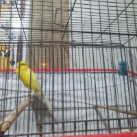 قناری رسمی بلند نرمست مست