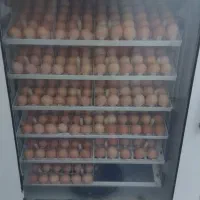 دستگاه ۵۰۴ فاخته