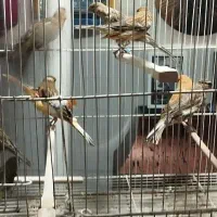 قناری نر و ماده