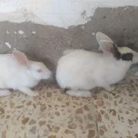 خرگوش نرماده