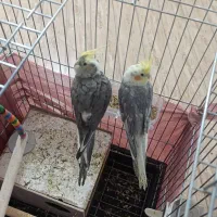 فروش عروس هلندی معاوضه هم میکنم