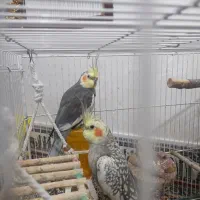 عروس هلندی