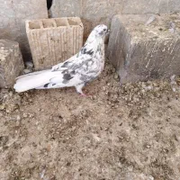 کبوتر تخت دم سفید|پرنده|نجفآباد, کشاورز|دیوار