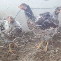 نیمچه لاری و ویاندوت و بوقلمون تخم نطفه دار برهما|حیوانات مزرعه|سبزوار, امیر کبیر|دیوار