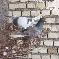 جفت‌دم‌سفید
