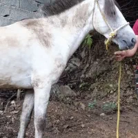اسب نر سال 5