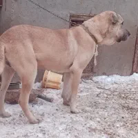 سگ نگهبان|سگ|مهربان, |دیوار