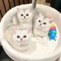 بریتیش سیلور و بلو گلد دختر (عکس های خودشونه)