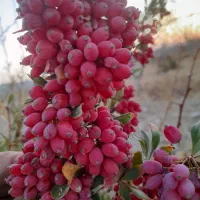 خریدزرشک|خدمات باغبانی و درختکاری|بیرجند, |دیوار