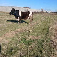 گاو شکم دار چالوسی ورزا