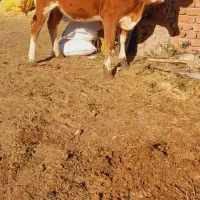 ماده گوساله سمینتال قرمز جنس درجه یک