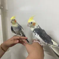 عروس هلندی جفت صحیح و سالم