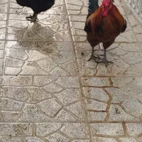 مرغ و خروس محلی