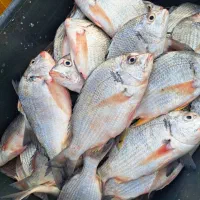 ماهی شانک تازه هندیجان