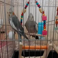 دو عدد هروس هلندی نر سخنگو