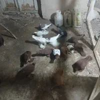 کفتر الوان|پرنده|باسمنج, |دیوار