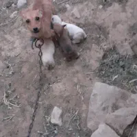 سگ پاکوتاه