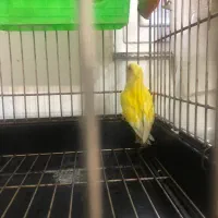 طوطی برزیلی سه ماهه|پرنده|فردیس, فردیس|دیوار