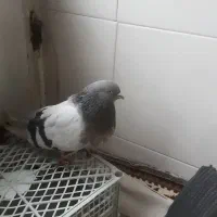 کبوتر اصفهانی