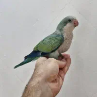 جشنواره طوطی گرینچیک برزیلی و راهب سرلاکی نرم خور