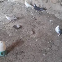 کبوتر
