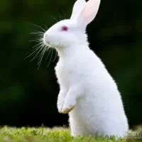 خرگوش سفید واکسینه شده