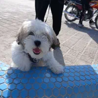 سگ شیتزو|سگ|قم, ولیعصر|دیوار