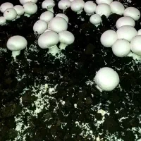 قارچ|خوردنی و آشامیدنی|کردکوی, |دیوار