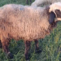 دوعددمیش شیشک داشتی