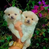 توله پامرانین سفید خرسی و عروسکی