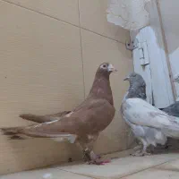 ۶عدد کبوتر زیر قیمت|پرنده|سیرجان, |دیوار