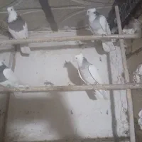 کفتر ماده|پرنده|همدان, |دیوار